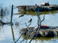 Golondrina común - Hirundo rustica - Oreneta