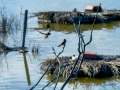 Golondrina común - Hirundo rustica - Oreneta
