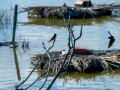 Golondrina común - Hirundo rustica - Oreneta