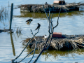 Golondrina común - Hirundo rustica - Oreneta