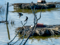 Golondrina común - Hirundo rustica - Oreneta