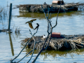 Golondrina común - Hirundo rustica - Oreneta