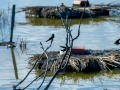 Golondrina común - Hirundo rustica - Oreneta