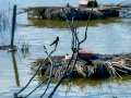 Golondrina común - Hirundo rustica - Oreneta