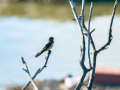 Golondrina común - Hirundo rustica - Oreneta