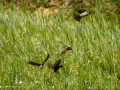 Gorrion Comun - Passer domesticus - Pardal comu