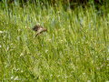 Gorrion Comun - Passer domesticus - Pardal comu