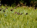 Gorrion Comun - Passer domesticus - Pardal comu