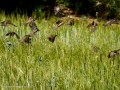 Gorrion Comun - Passer domesticus - Pardal comu