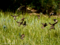 Gorrion Comun - Passer domesticus - Pardal comu
