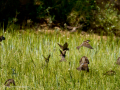 Gorrion Comun - Passer domesticus - Pardal comu