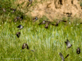 Gorrion Comun - Passer domesticus - Pardal comu