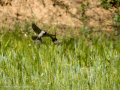 Gorrion Comun - Passer domesticus - Pardal comu