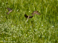 Gorrion Comun - Passer domesticus - Pardal comu