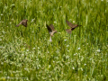 Gorrion Comun - Passer domesticus - Pardal comu