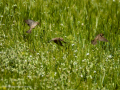 Gorrion Comun - Passer domesticus - Pardal comu