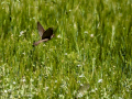 Gorrion Comun - Passer domesticus - Pardal comu