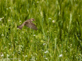 Gorrion Comun - Passer domesticus - Pardal comu