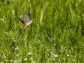 Gorrion Comun - Passer domesticus - Pardal comu
