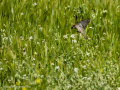 Gorrion Comun - Passer domesticus - Pardal comu