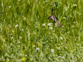 Gorrion Comun - Passer domesticus - Pardal comu