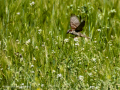 Gorrion Comun - Passer domesticus - Pardal comu