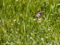 Gorrion Comun - Passer domesticus - Pardal comu