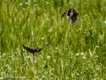Gorrion Comun - Passer domesticus - Pardal comu