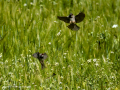 Gorrion Comun - Passer domesticus - Pardal comu