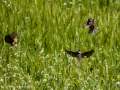 Gorrion Comun - Passer domesticus - Pardal comu