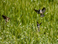 Gorrion Comun - Passer domesticus - Pardal comu