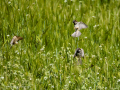 Gorrion Comun - Passer domesticus - Pardal comu