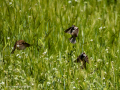 Gorrion Comun - Passer domesticus - Pardal comu