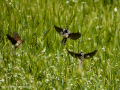 Gorrion Comun - Passer domesticus - Pardal comu
