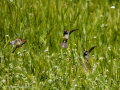 Gorrion Comun - Passer domesticus - Pardal comu