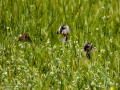 Gorrion Comun - Passer domesticus - Pardal comu
