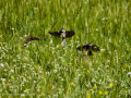 Gorrion Comun - Passer domesticus - Pardal comu