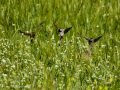 Gorrion Comun - Passer domesticus - Pardal comu