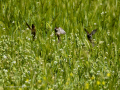 Gorrion Comun - Passer domesticus - Pardal comu