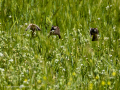 Gorrion Comun - Passer domesticus - Pardal comu