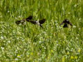 Gorrion Comun - Passer domesticus - Pardal comu