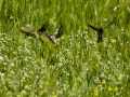 Gorrion Comun - Passer domesticus - Pardal comu