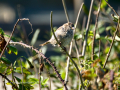 Gorrion Comun - Passer domesticus - Pardal comu