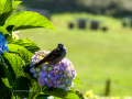 Gorrion Comun - Passer domesticus - Pardal comu