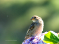 Gorrion Comun - Passer domesticus - Pardal comu