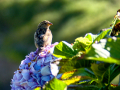 Gorrion Comun - Passer domesticus - Pardal comu