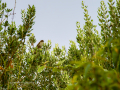 Gorrion Comun - Passer domesticus - Pardal comu