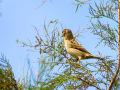 Gorrion Comun - Passer domesticus - Pardal comu