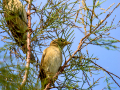 Gorrion Comun - Passer domesticus - Pardal comu