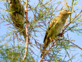 Gorrion Comun - Passer domesticus - Pardal comu